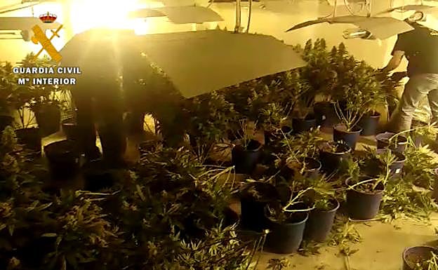 Hallan un invernadero casero de marihuana en Jun que consumía la electricidad equivalente a 40 casas con todos los electrodomésticos funcionando