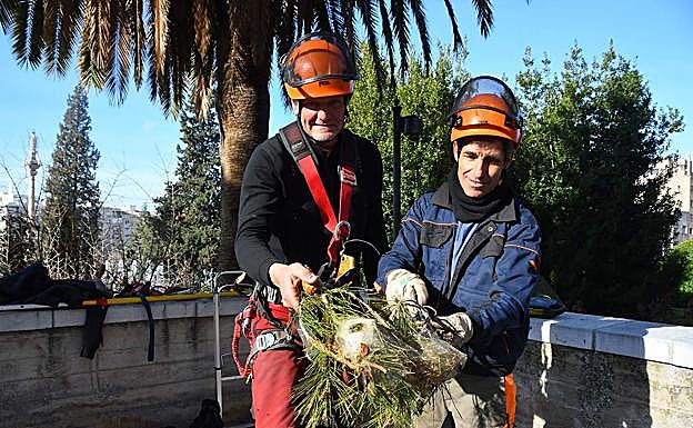Marco Antonbio Castillo y Rafael Mesas muestran uno de los nidos retirados en el Hospital Real 