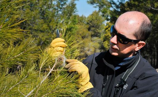 José Antonio Hódar observa el estado de un nido en los pinares de Cumbres Verdes 