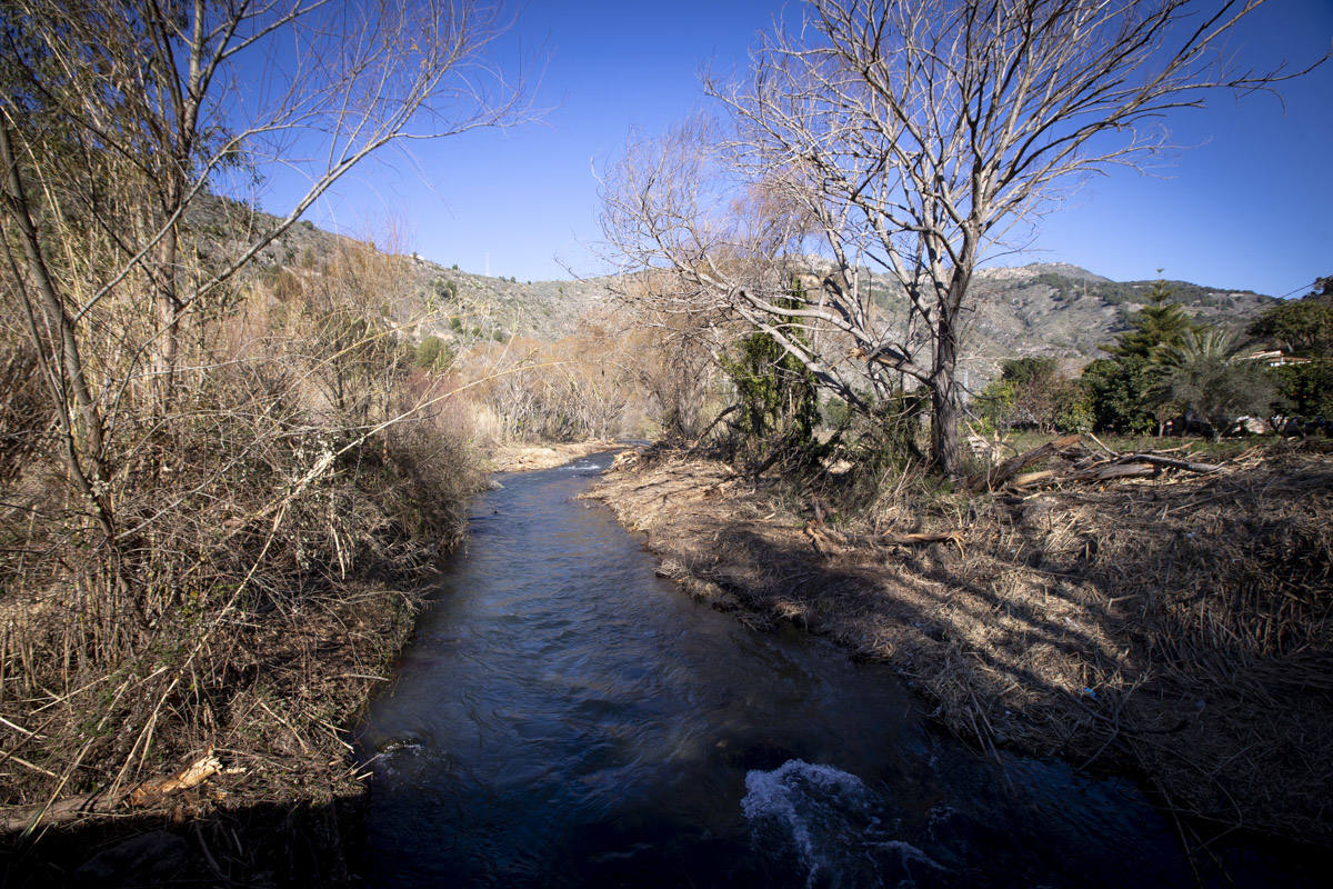 La Junta ha destinado 270.000 euros a retirar esta especie invasora para evitar inundaciones y hacer un gran corredor verde hasta Rules 