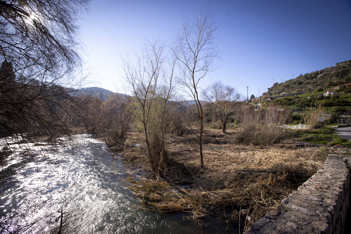 La Junta ha destinado 270.000 euros a retirar esta especie invasora para evitar inundaciones y hacer un gran corredor verde hasta Rules 