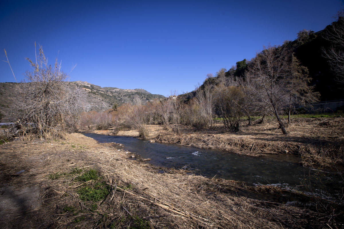 La Junta ha destinado 270.000 euros a retirar esta especie invasora para evitar inundaciones y hacer un gran corredor verde hasta Rules 