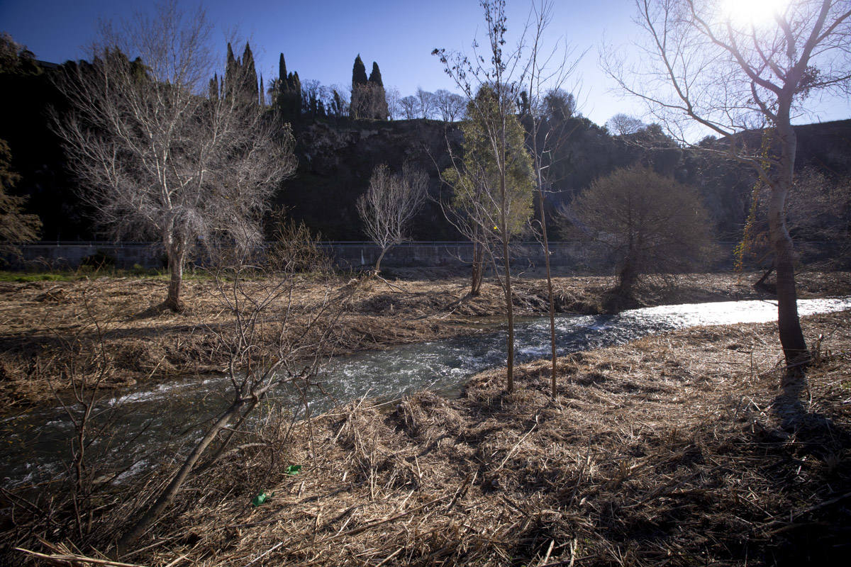 La Junta ha destinado 270.000 euros a retirar esta especie invasora para evitar inundaciones y hacer un gran corredor verde hasta Rules 