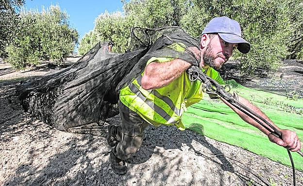 Viaje a Montefrío: «Si el olivar cae, lo hará el pueblo entero»