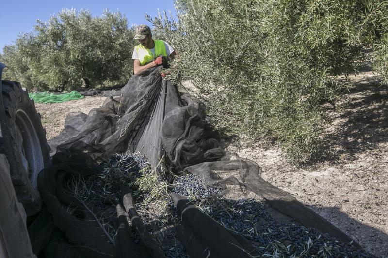 Los trabajadores del campo granadinos reclaman soluciones ante la crisis del sector