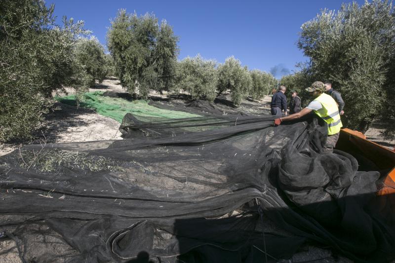 Los trabajadores del campo granadinos reclaman soluciones ante la crisis del sector