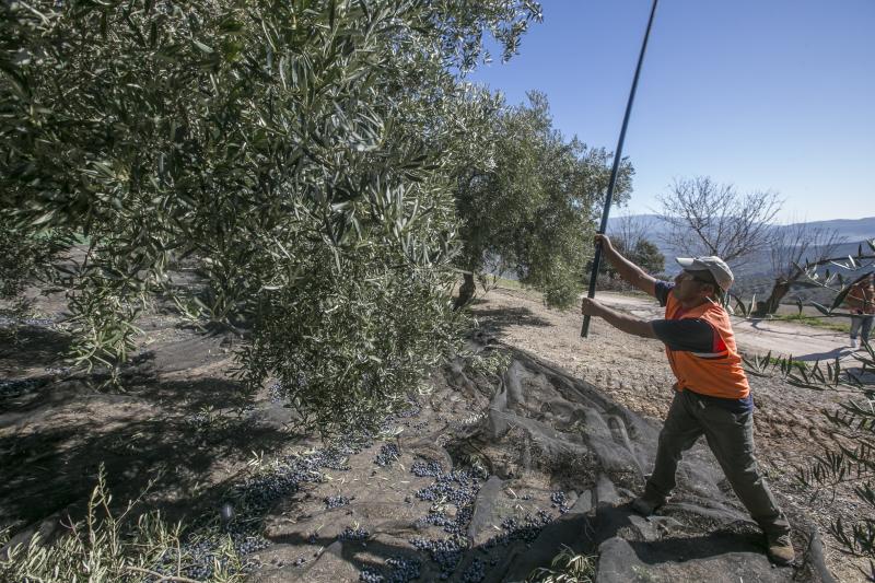 Los trabajadores del campo granadinos reclaman soluciones ante la crisis del sector