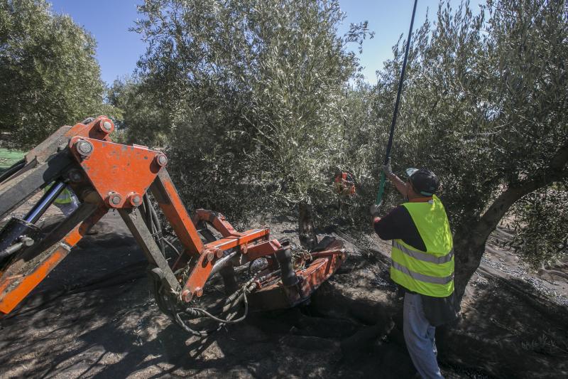 Los trabajadores del campo granadinos reclaman soluciones ante la crisis del sector