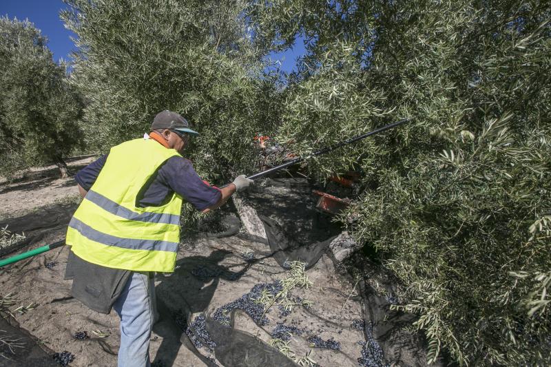 Los trabajadores del campo granadinos reclaman soluciones ante la crisis del sector