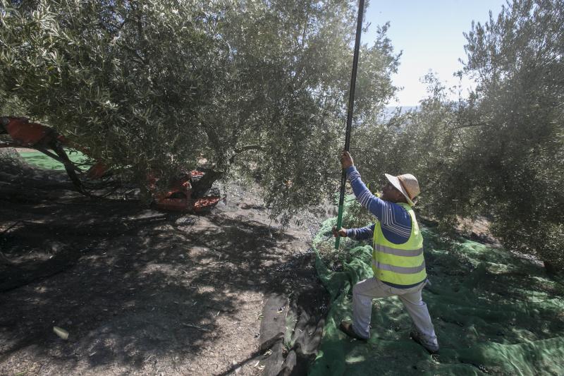 Los trabajadores del campo granadinos reclaman soluciones ante la crisis del sector