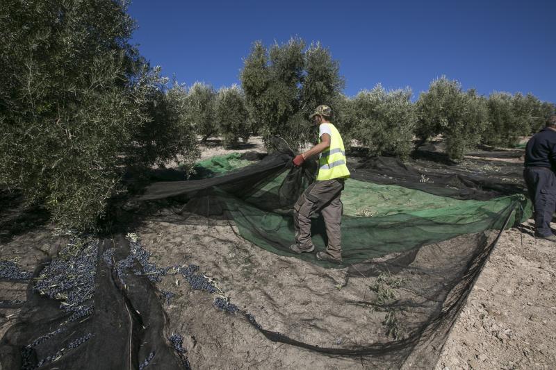 Los trabajadores del campo granadinos reclaman soluciones ante la crisis del sector