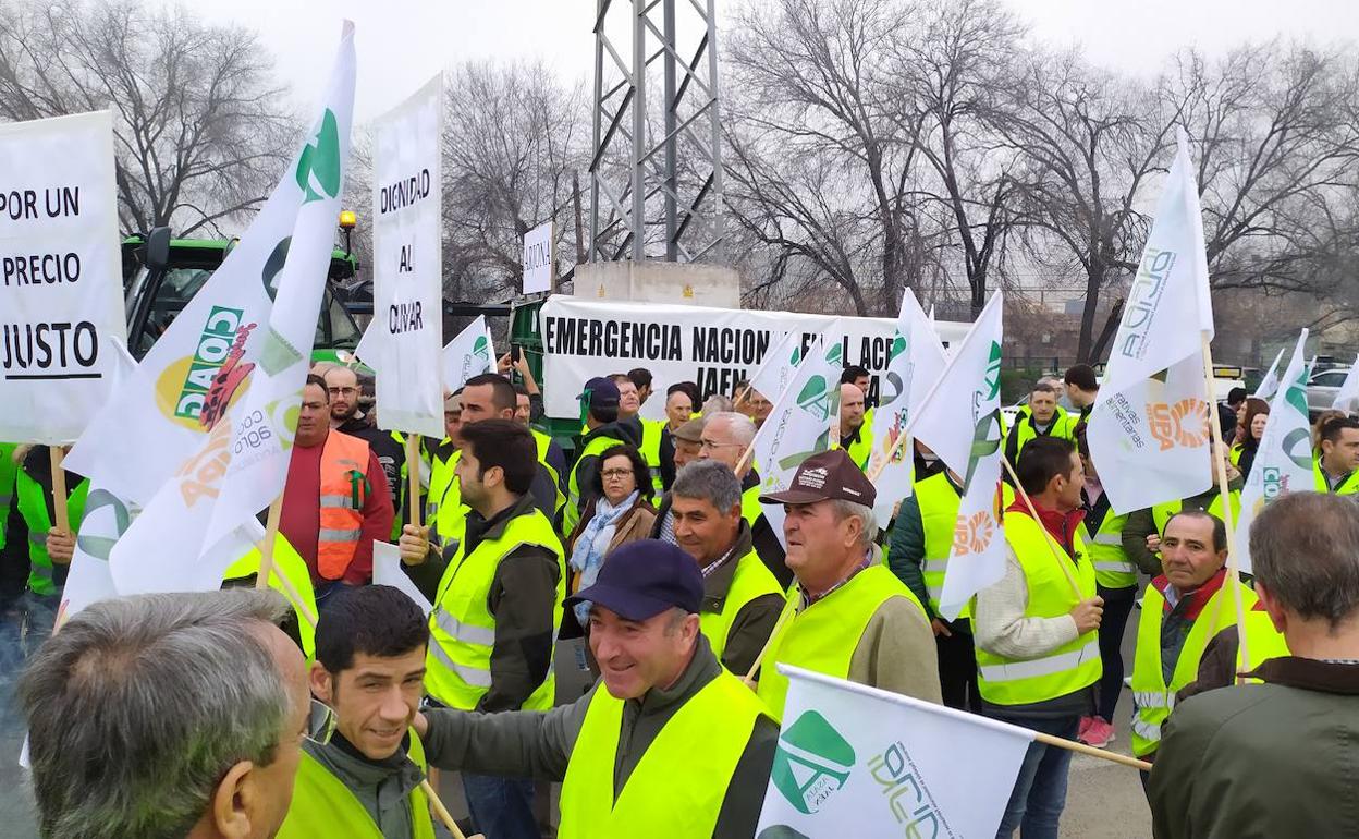 El sector olivarero llama el 24 de febrero a concentrarse «masivamente» en Jaén en defensa del aceite