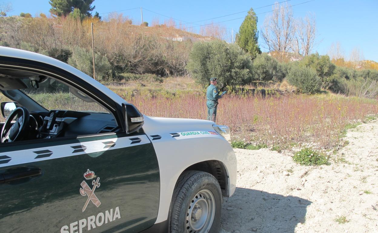 La Guardia Civil descubre un vivero en Granada donde se vendía ilegalmente una variedad protegida de almendro
