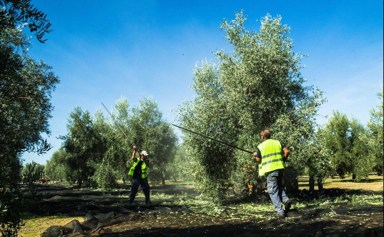 La provincia de Jaén produce un 35% menos de aceite que hace un año, por debajo incluso del aforo