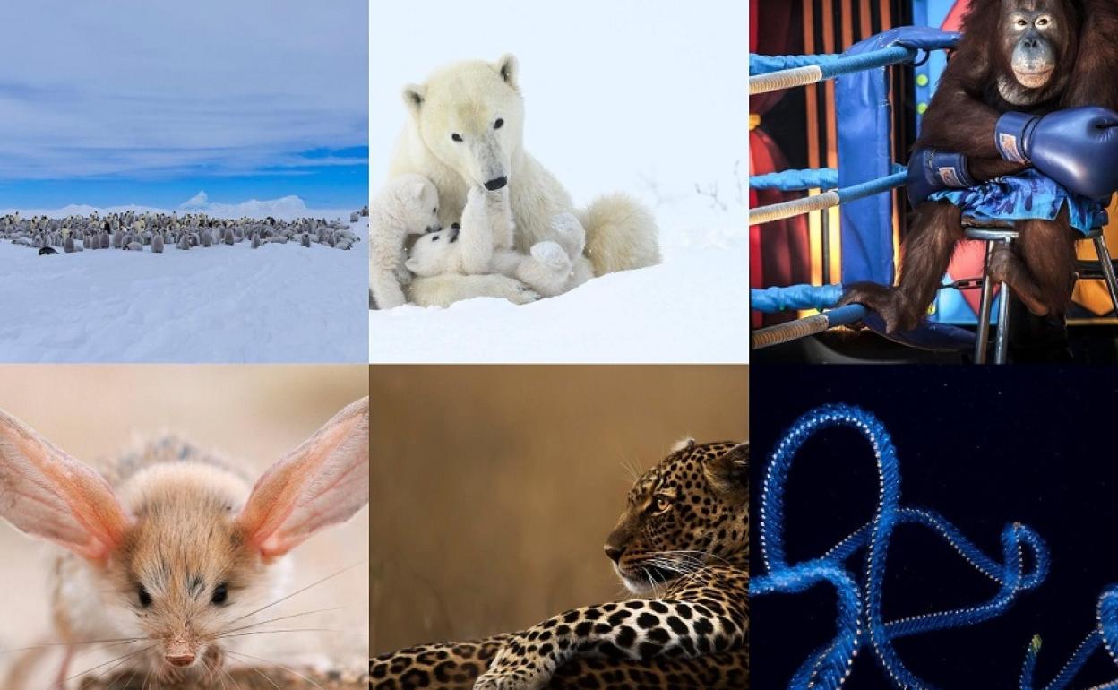 Estos son los ganadores del premio LUMIX a las mejores fotografías de naturaleza