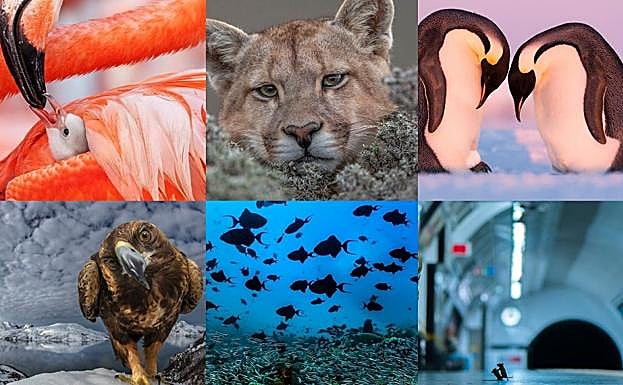 Galería. Las 25 fotografías finalistas de los Premios LUMIX