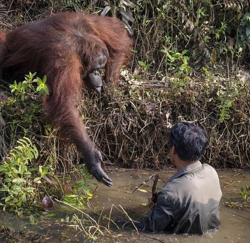 La imagen se tomó en una zona boscosa de la isla de Borneo administrada por la Fundación de Supervivencia de Orangutanes de Borneo (BOS)