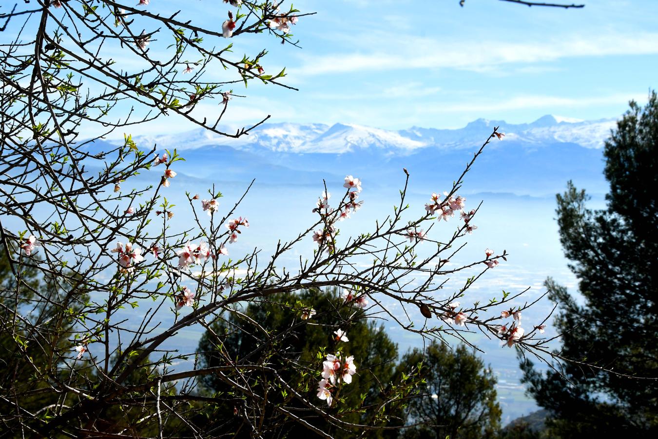 Almendros en flor en febrero junto a la torre. Ruta hacia el Torreón de Albolote, en Sierra Elvira 