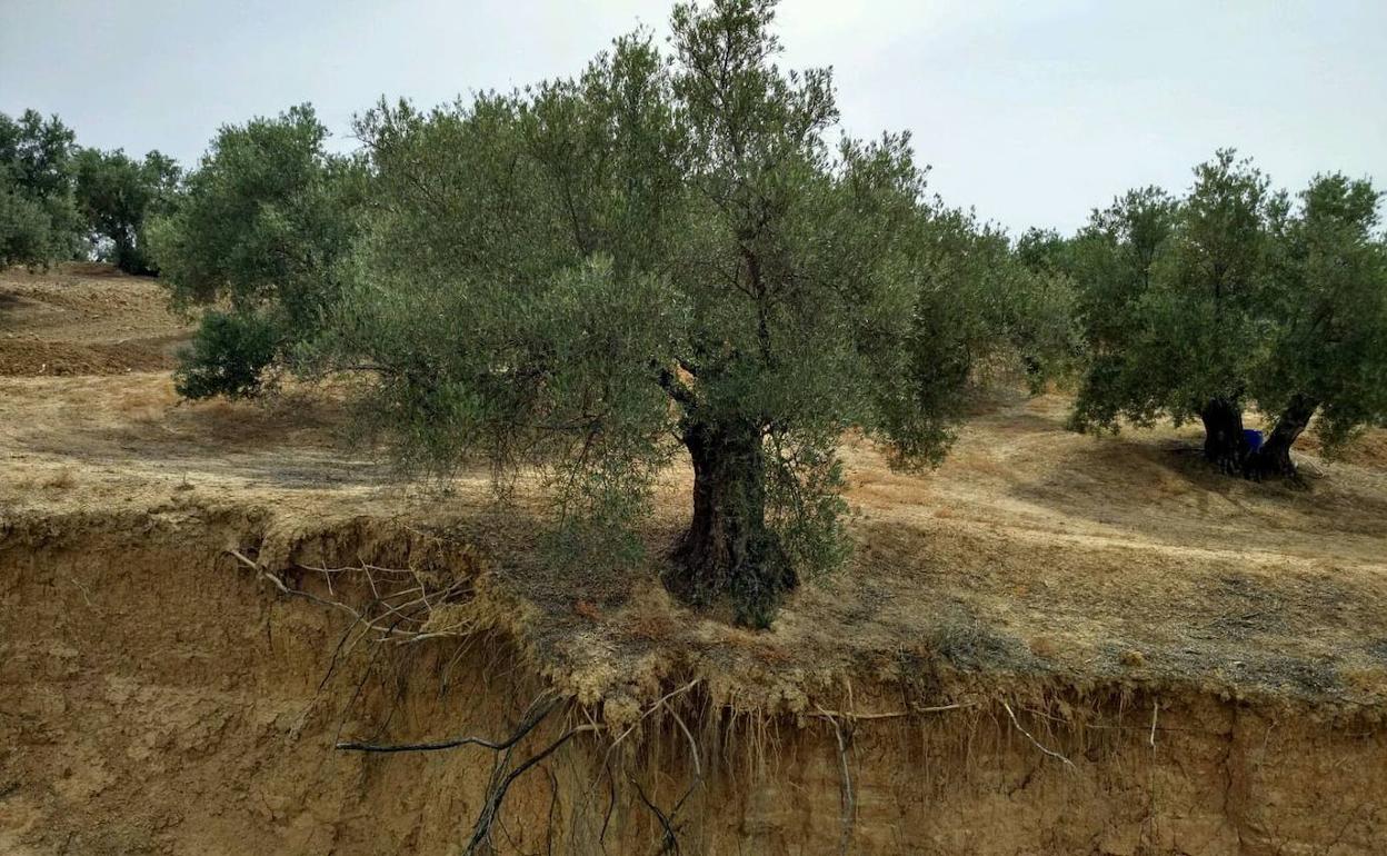Un olivo afectado por la erosión del suelo.