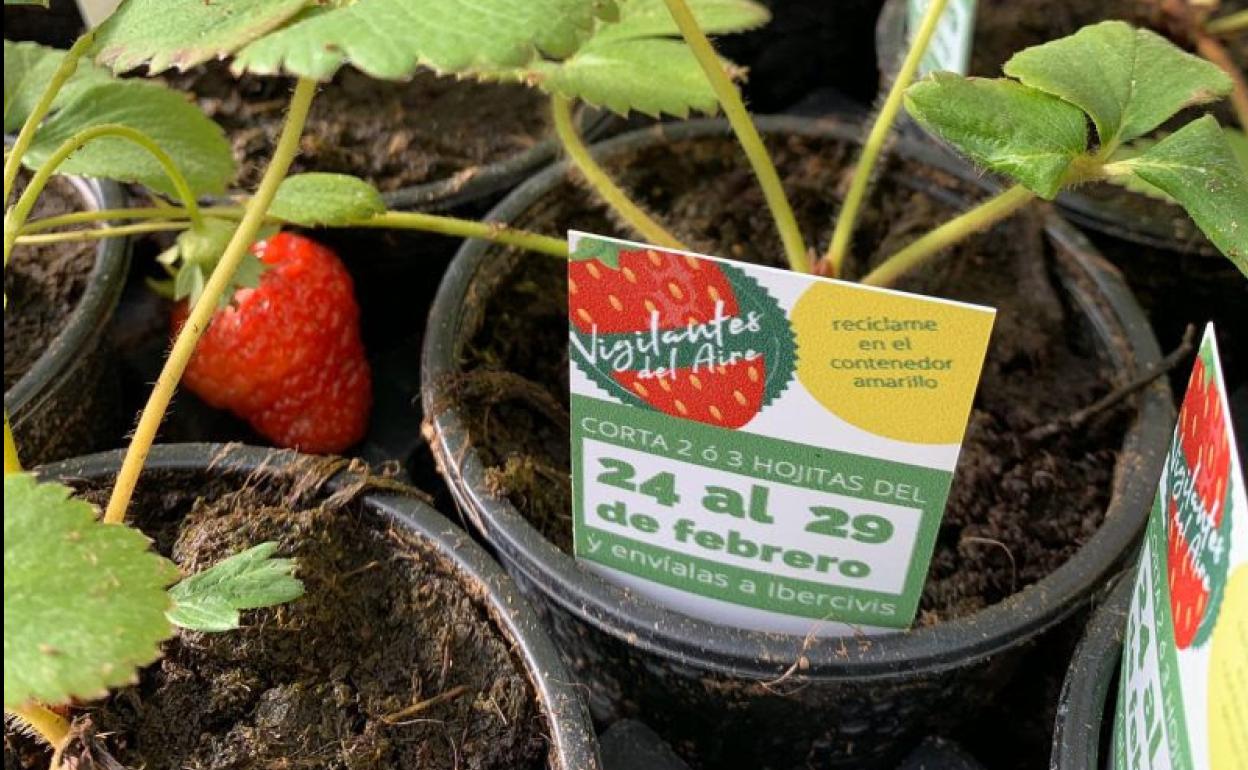 500 granadinos 'vigilantes' envían sus fresas para medir la calidad del aire