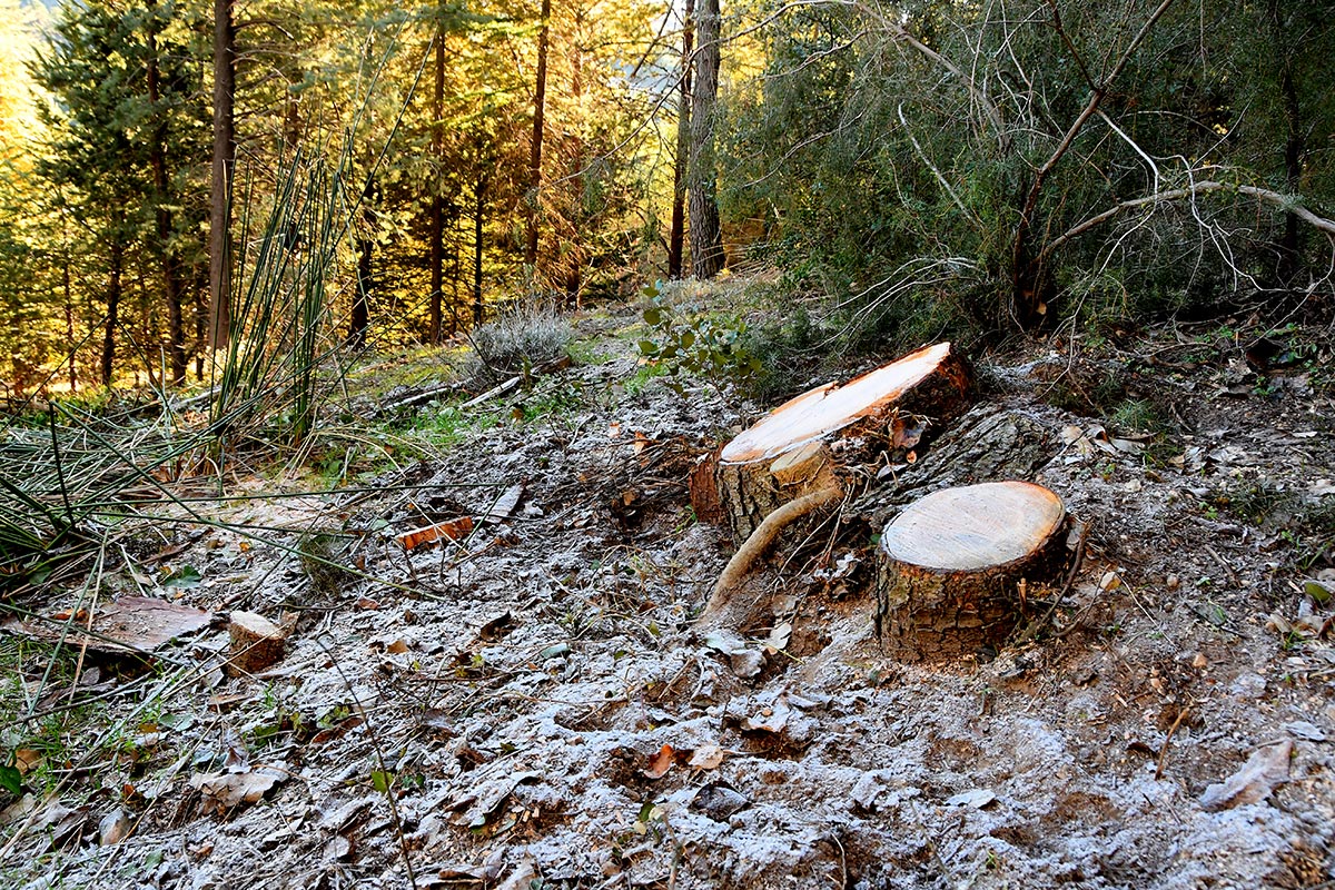 Tala de árboles para dar luz a la alberca de los Peñoncillos. Las antiguas albercas y fuentes de las reforestaciones del siglo XX recuperan su imagen 