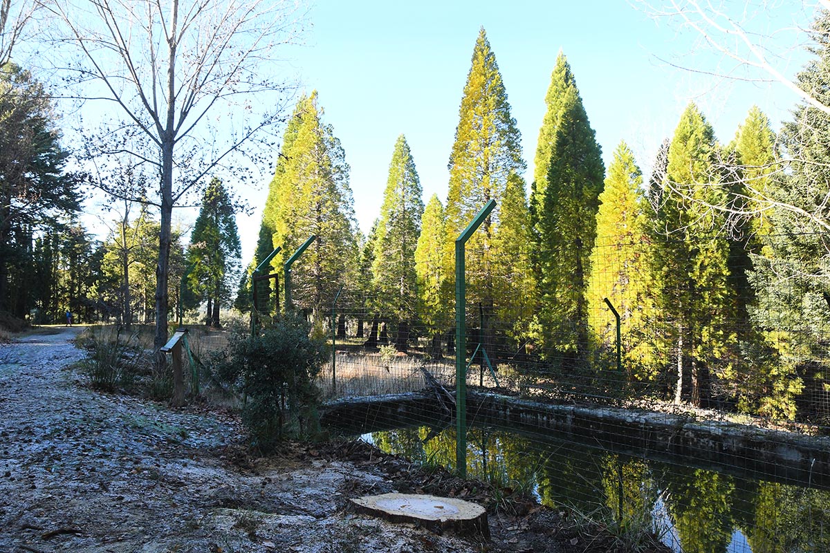 Alberca de Bolones y bosque de secuoyas. Las antiguas albercas y fuentes de las reforestaciones del siglo XX recuperan su imagen 