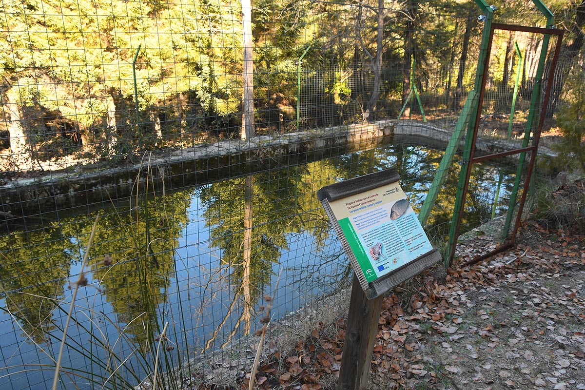 Alberca de Bolones, donde se recuperan poblaciones de sapo partero bético. Las antiguas albercas y fuentes de las reforestaciones del siglo XX recuperan su imagen 