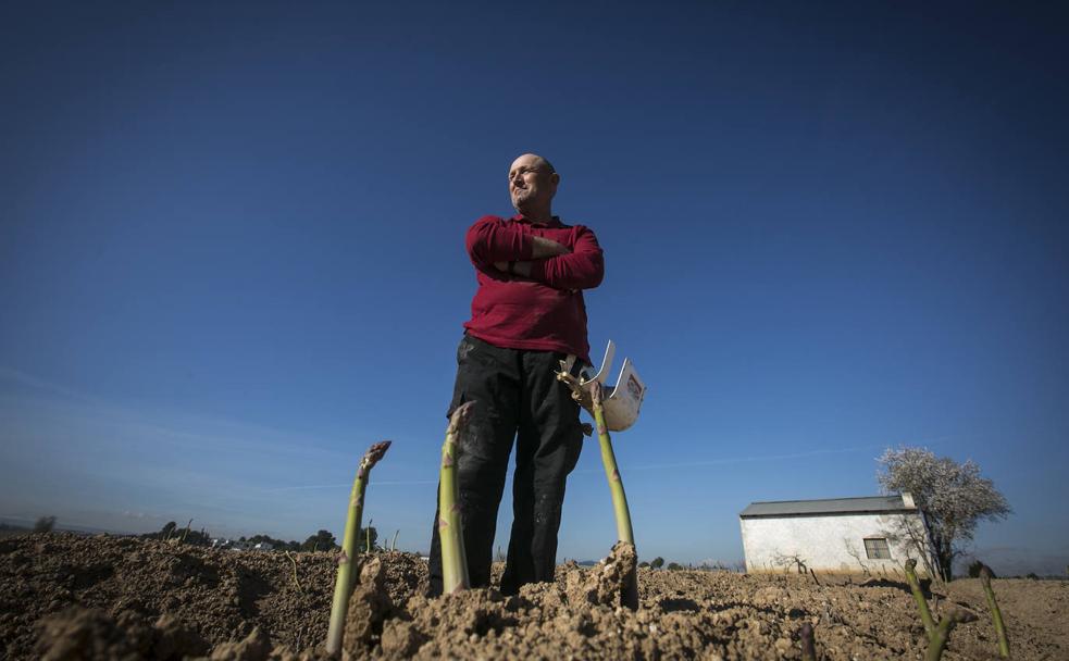 Rafael Jesús ya ha empezado la corta del espárrago.