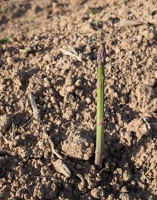 Imagen secundaria 2 - Rafael Jesús corta unos 20.000 kilogramos de espárrago en la fértil vega que hay entre Láchar y Valderrubio.