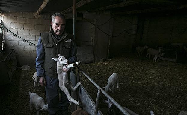 Galería. Antonio vigila las reses mientras pastan en el campo. 