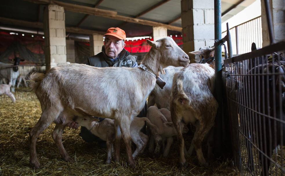 Antonio Torres, 'hijando' las crías con las nodrizas.