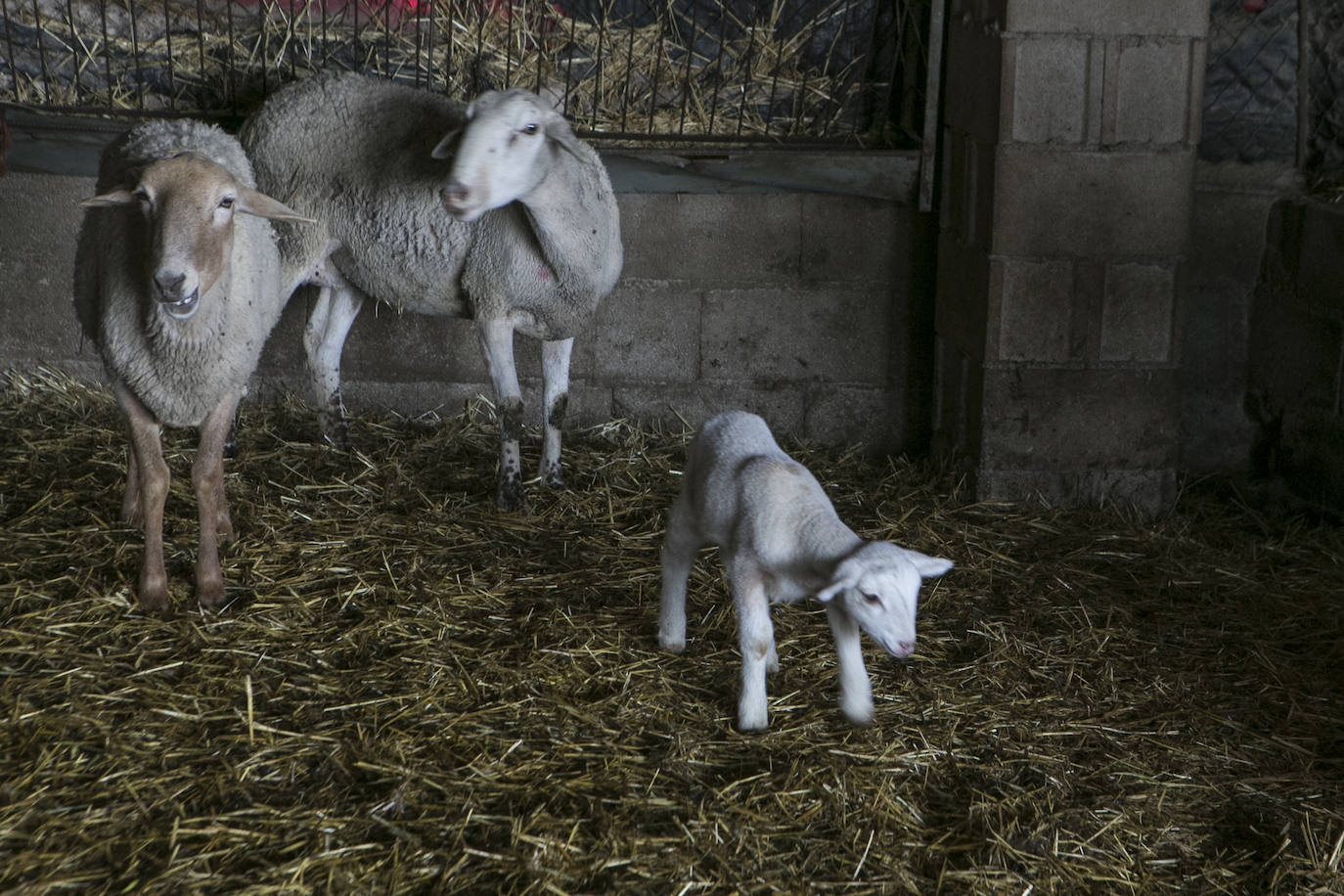 Este cabrero vende su rebaño tras cuarenta años cuidando cordero segureño: «El pastor de garrote debería estar protegido» 