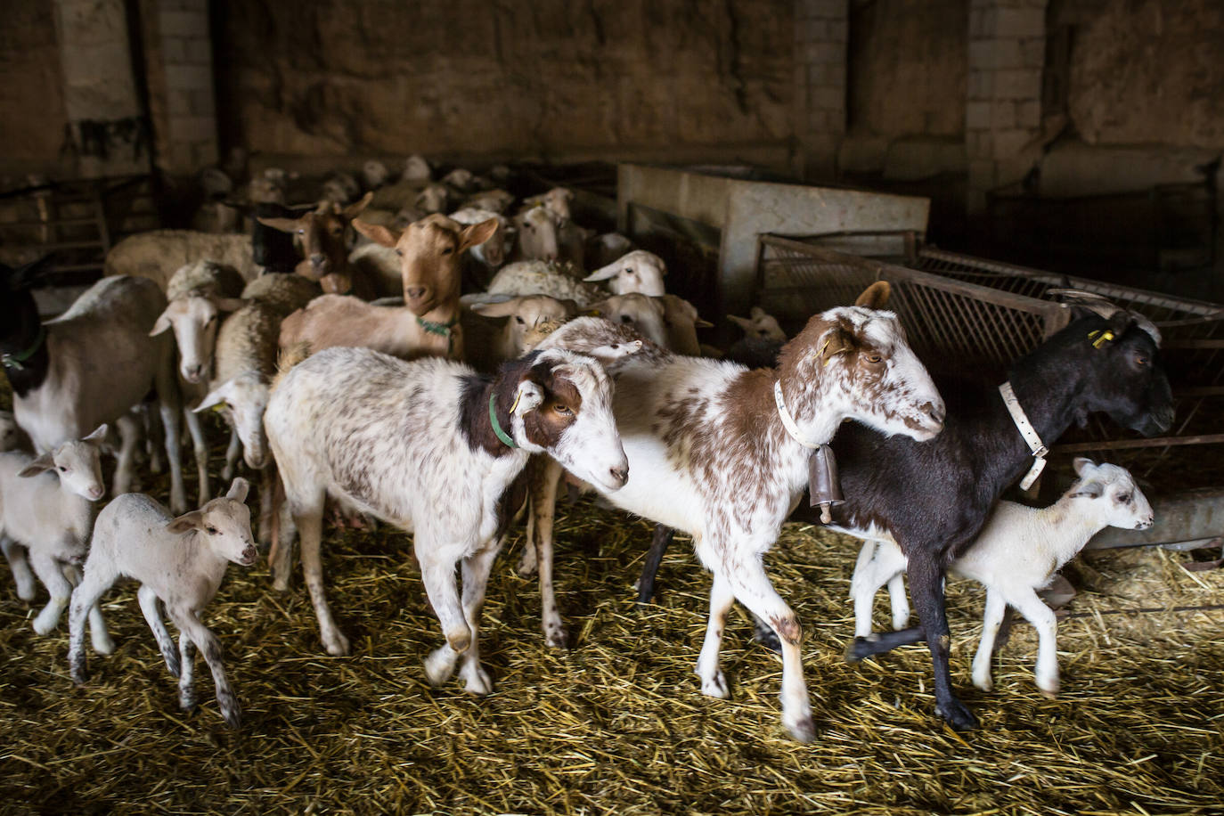 Este cabrero vende su rebaño tras cuarenta años cuidando cordero segureño: «El pastor de garrote debería estar protegido» 