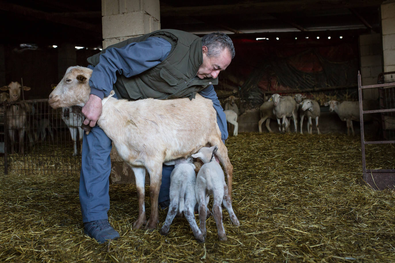 Este cabrero vende su rebaño tras cuarenta años cuidando cordero segureño: «El pastor de garrote debería estar protegido» 
