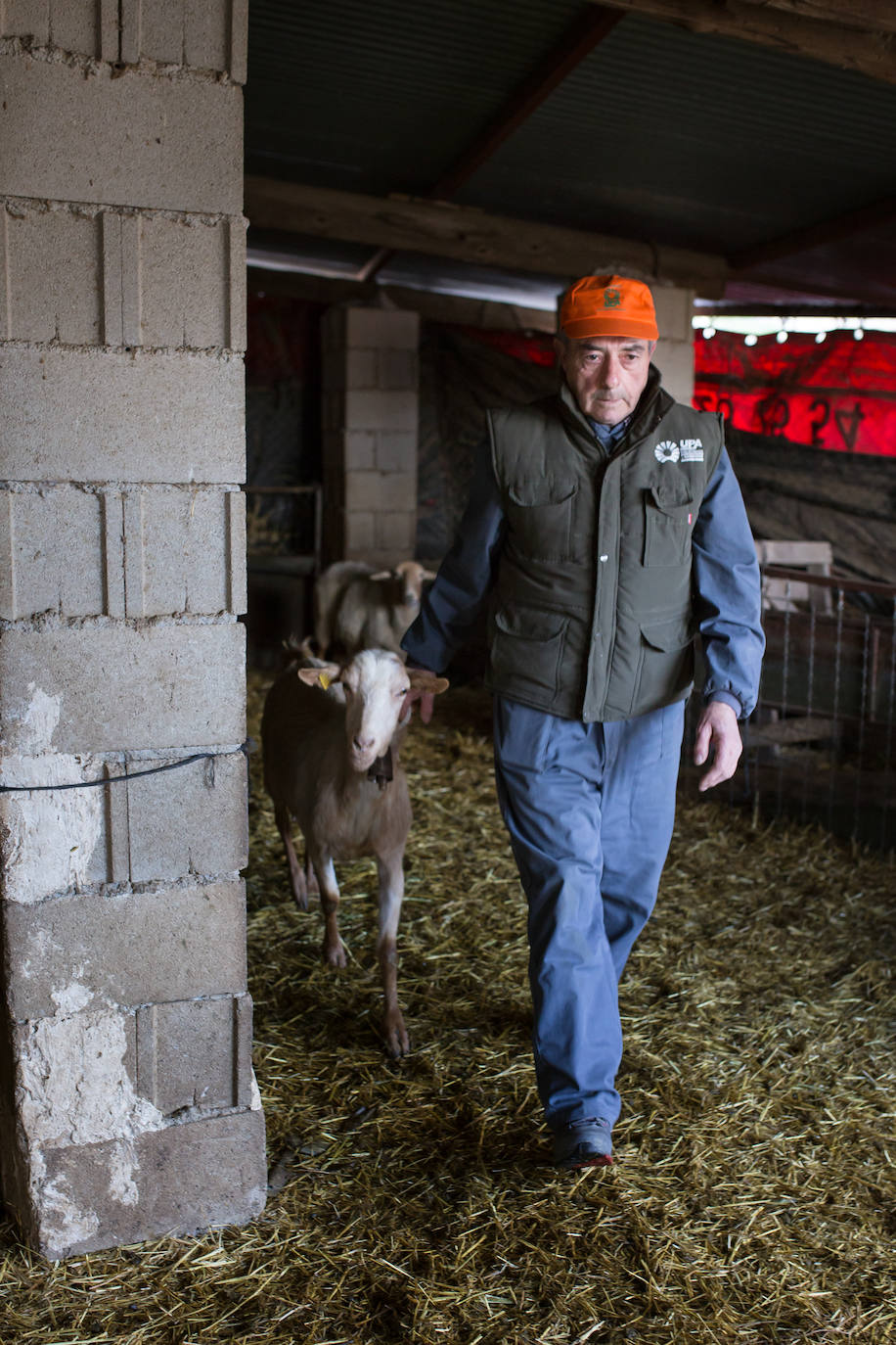 Este cabrero vende su rebaño tras cuarenta años cuidando cordero segureño: «El pastor de garrote debería estar protegido» 