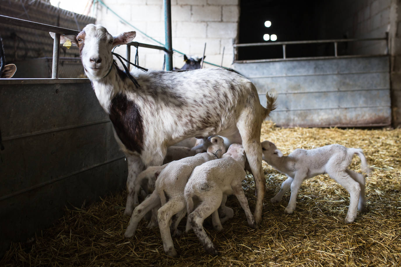 Este cabrero vende su rebaño tras cuarenta años cuidando cordero segureño: «El pastor de garrote debería estar protegido» 