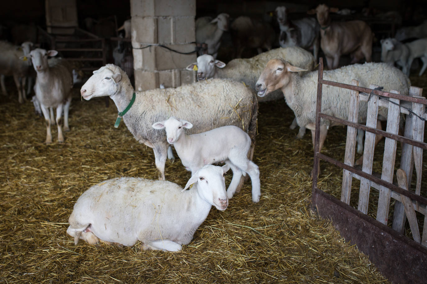 Este cabrero vende su rebaño tras cuarenta años cuidando cordero segureño: «El pastor de garrote debería estar protegido» 
