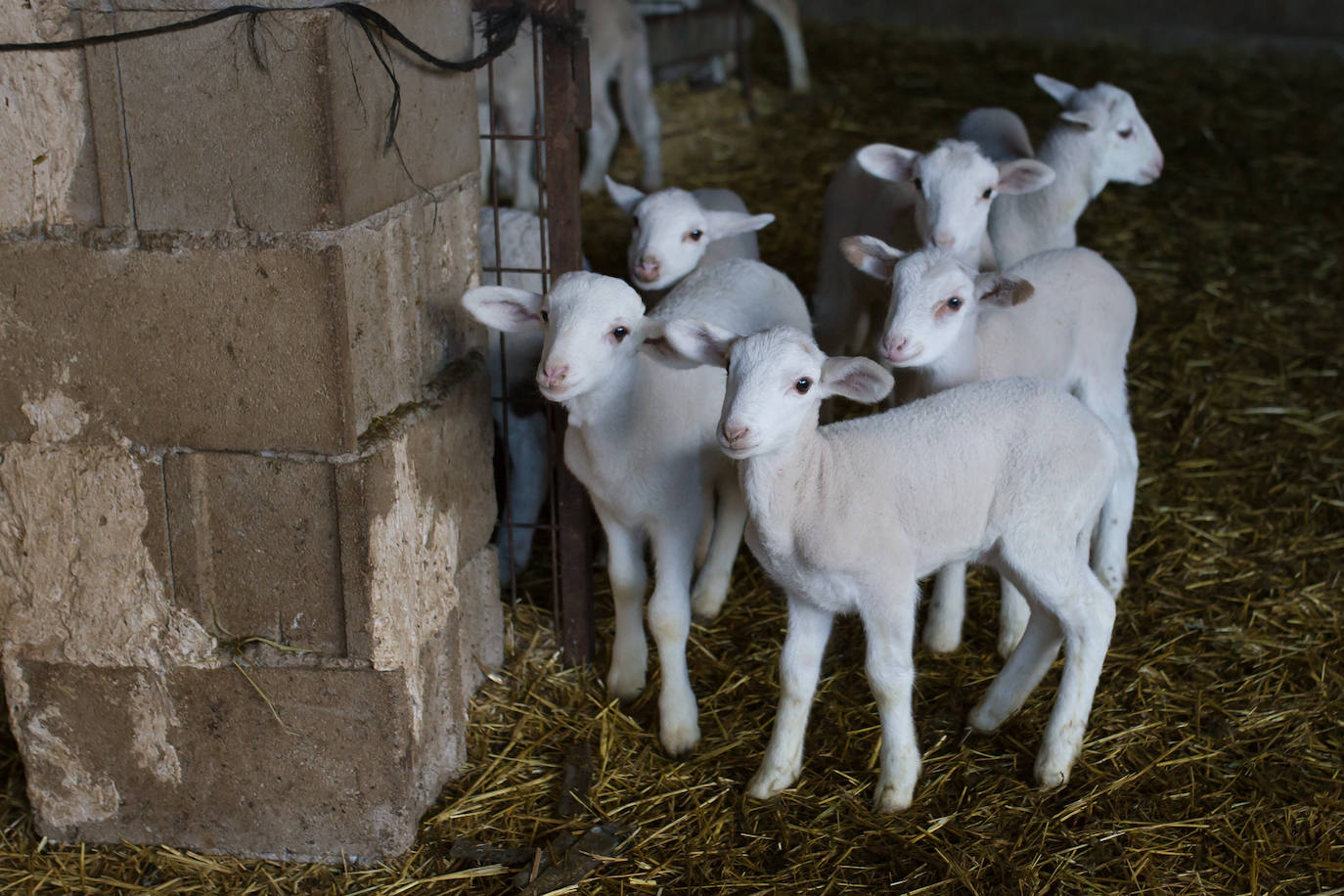Este cabrero vende su rebaño tras cuarenta años cuidando cordero segureño: «El pastor de garrote debería estar protegido» 