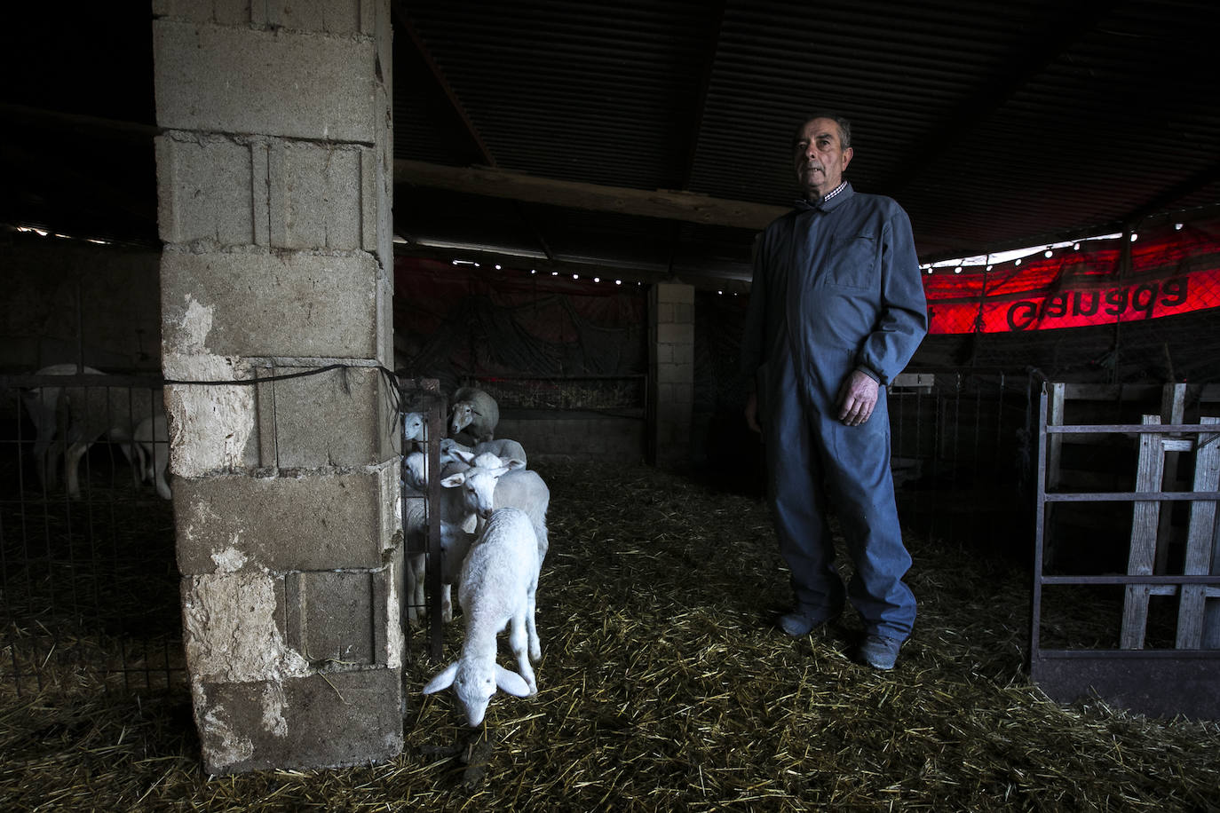 Este cabrero vende su rebaño tras cuarenta años cuidando cordero segureño: «El pastor de garrote debería estar protegido» 