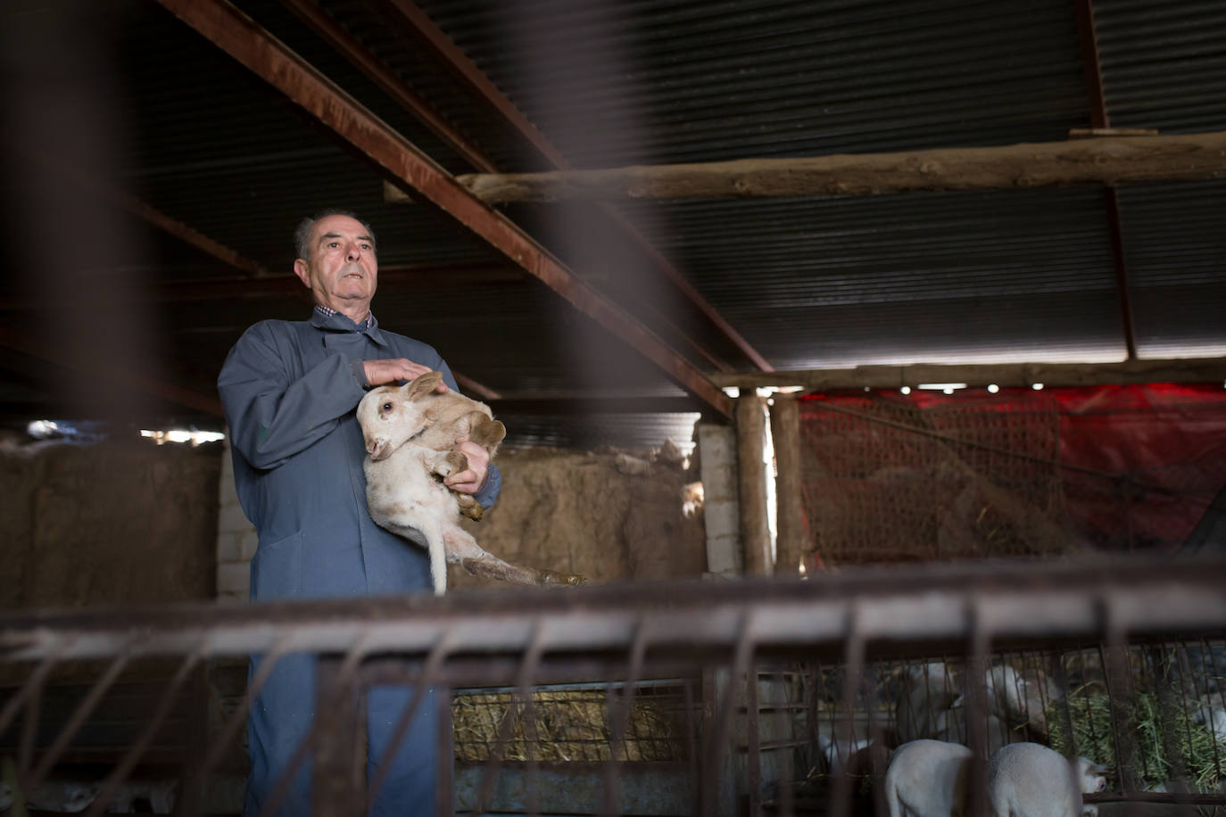Este cabrero vende su rebaño tras cuarenta años cuidando cordero segureño: «El pastor de garrote debería estar protegido» 