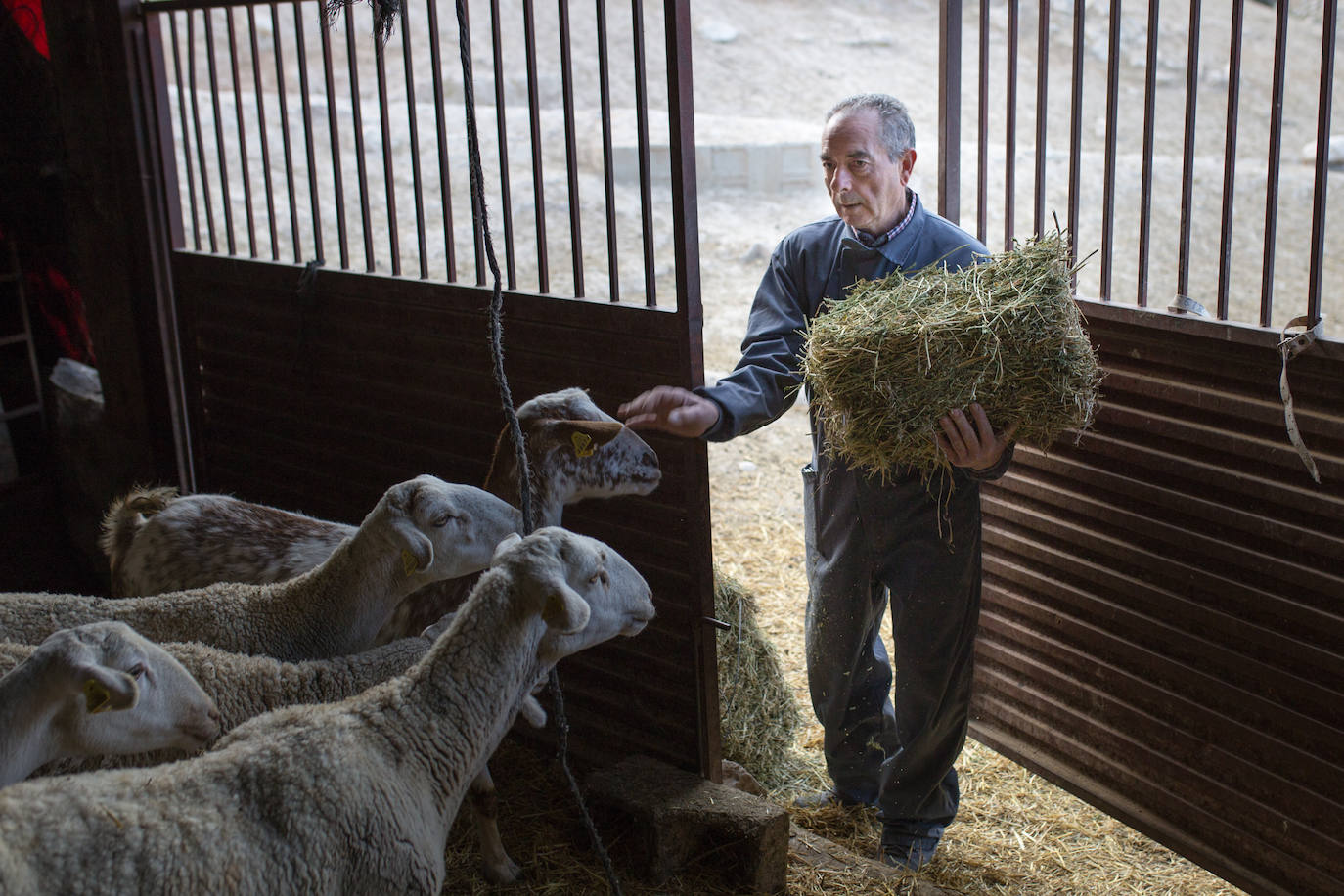 Este cabrero vende su rebaño tras cuarenta años cuidando cordero segureño: «El pastor de garrote debería estar protegido» 