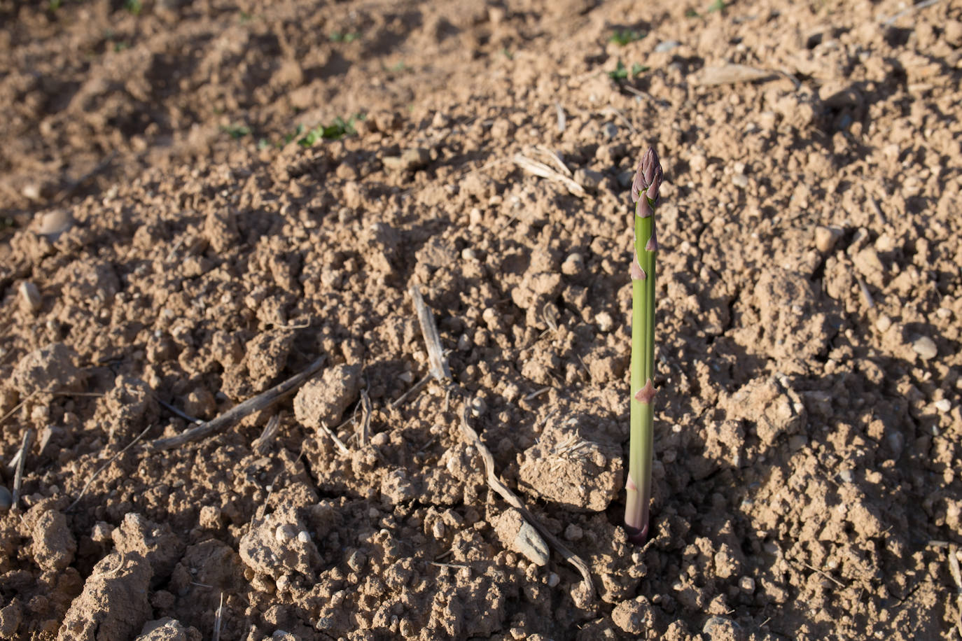 Este agricultor cultiva 400 majales (20 hectáreas) de espárragos entre Láchar y Valderrubio. «Si esto no cambia mucho;en cuanto ponga orden en las pólizas, me retiro», asegura 
