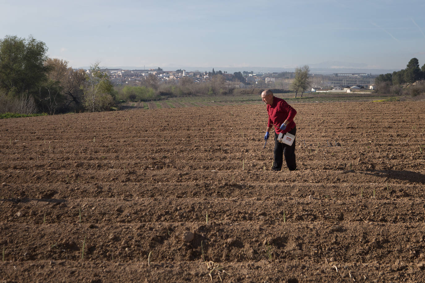 Este agricultor cultiva 400 majales (20 hectáreas) de espárragos entre Láchar y Valderrubio. «Si esto no cambia mucho;en cuanto ponga orden en las pólizas, me retiro», asegura 