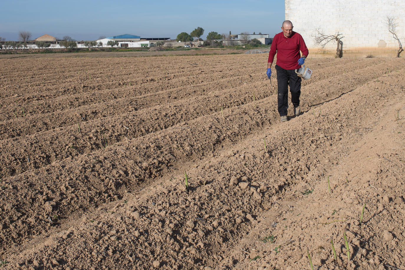 Este agricultor cultiva 400 majales (20 hectáreas) de espárragos entre Láchar y Valderrubio. «Si esto no cambia mucho;en cuanto ponga orden en las pólizas, me retiro», asegura 