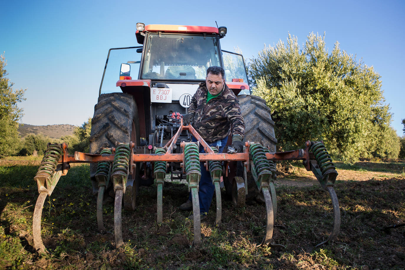 Este aceitunero, que explota un olivar a las afueras de Íllora, dejó la construcción por la tierra. Lo tiene claro: «Tal y como están las cosas, no quiero que mis hijos se dediquen a esto»