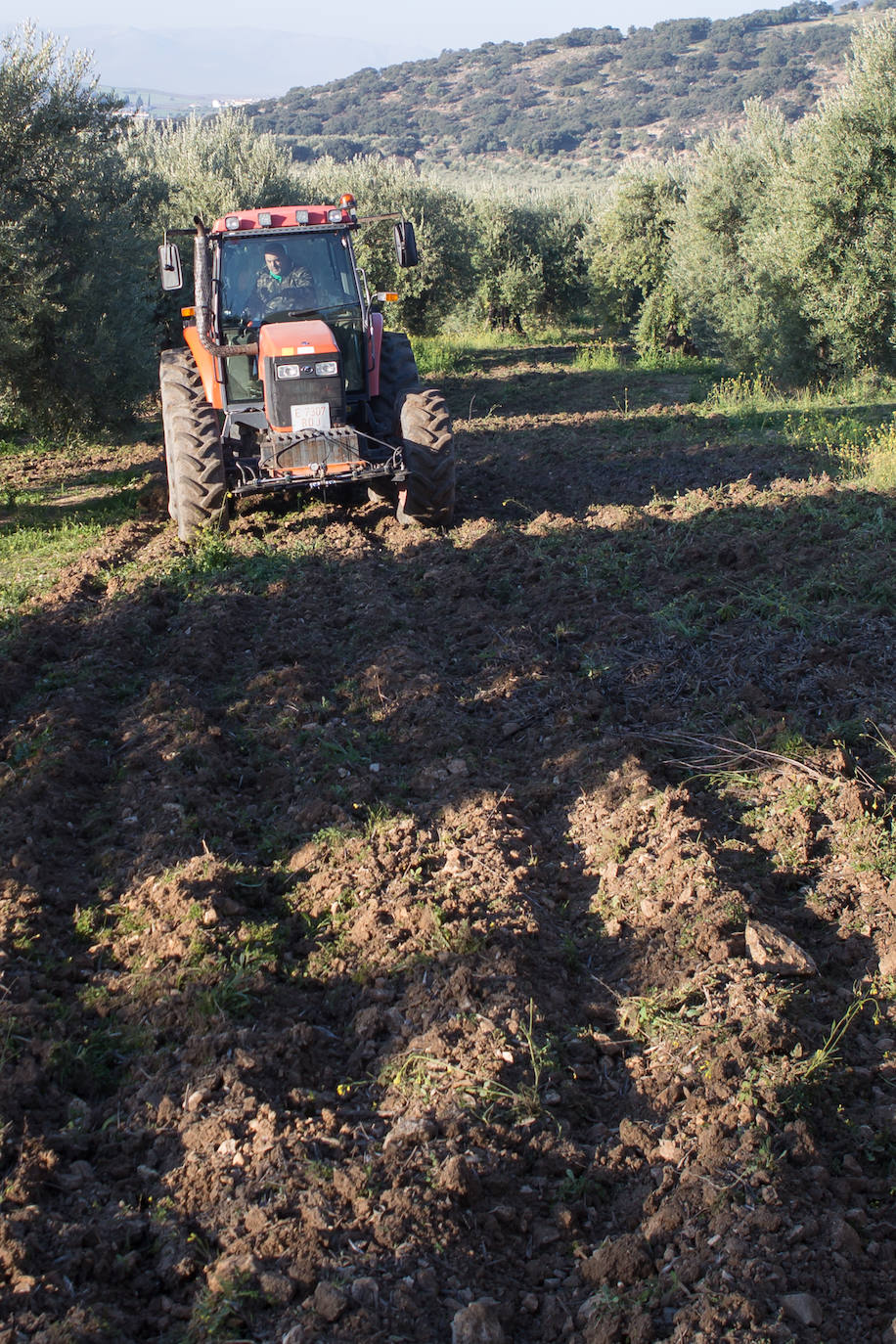 Este aceitunero, que explota un olivar a las afueras de Íllora, dejó la construcción por la tierra. Lo tiene claro: «Tal y como están las cosas, no quiero que mis hijos se dediquen a esto»