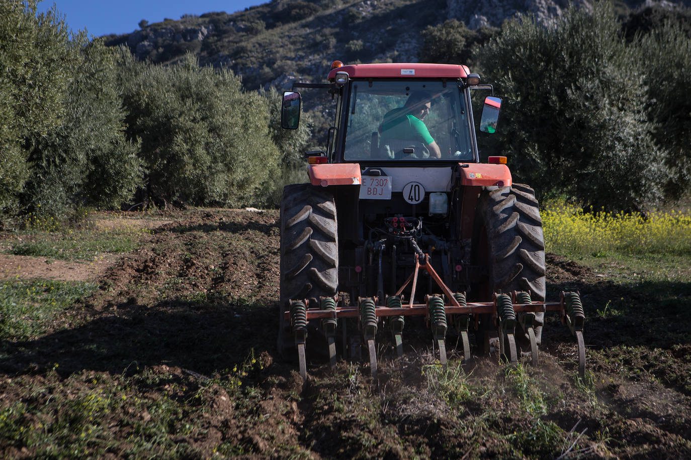 Este aceitunero, que explota un olivar a las afueras de Íllora, dejó la construcción por la tierra. Lo tiene claro: «Tal y como están las cosas, no quiero que mis hijos se dediquen a esto»