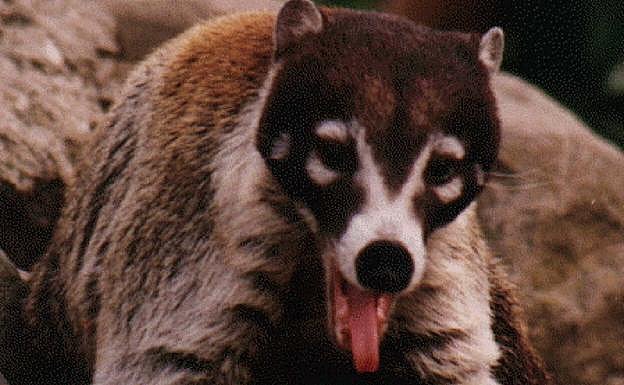 Un animal exótico mata a un perro e hiere a otros dos en Huétor Vega