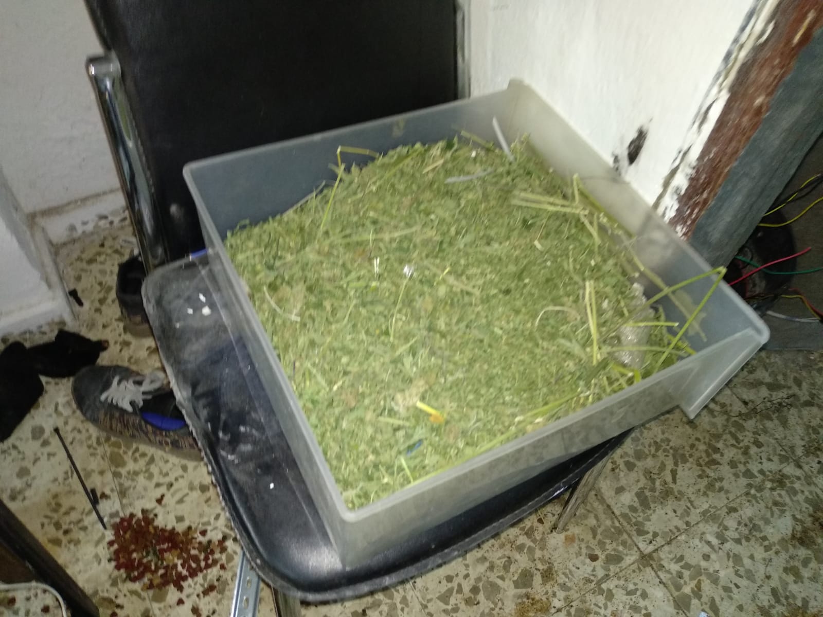 Han sido decomisadas casi 400 plantas de marihuana, además un arma de aire comprimido y una catana de 43 centímetros