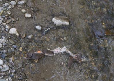 Imagen secundaria 1 - Carrera del Darro, ratas en el río, a la altura del Puente de Espnosa y vistas del Paseo de los Tristes desde la Cuesta del Chapiz. 